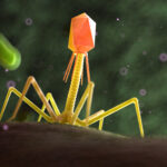 3d rendered medically accurate illustration of a bacteriophage o